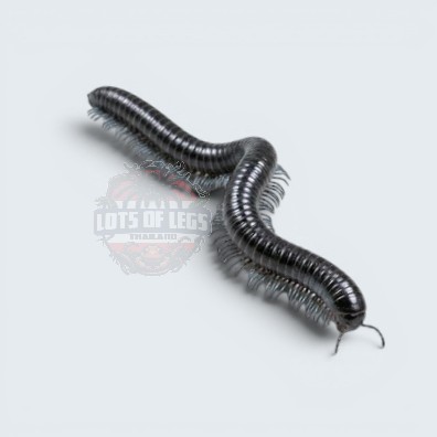Giant full black 20-30cm