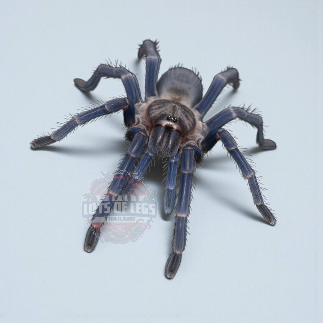 Chilobrachys Sp. saraburi