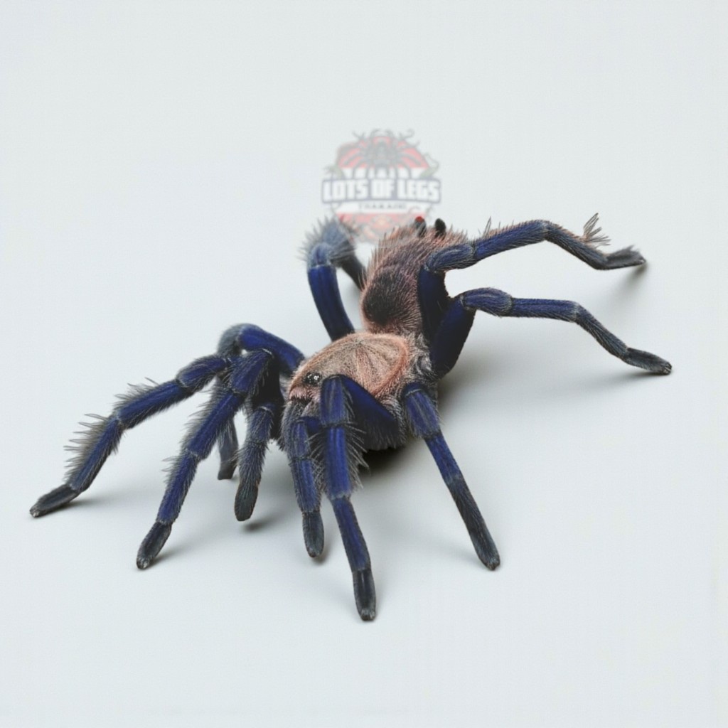 Chilobrachys Sp. southern blue