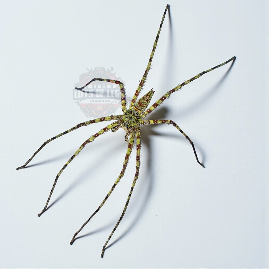 Lichen huntsman spider