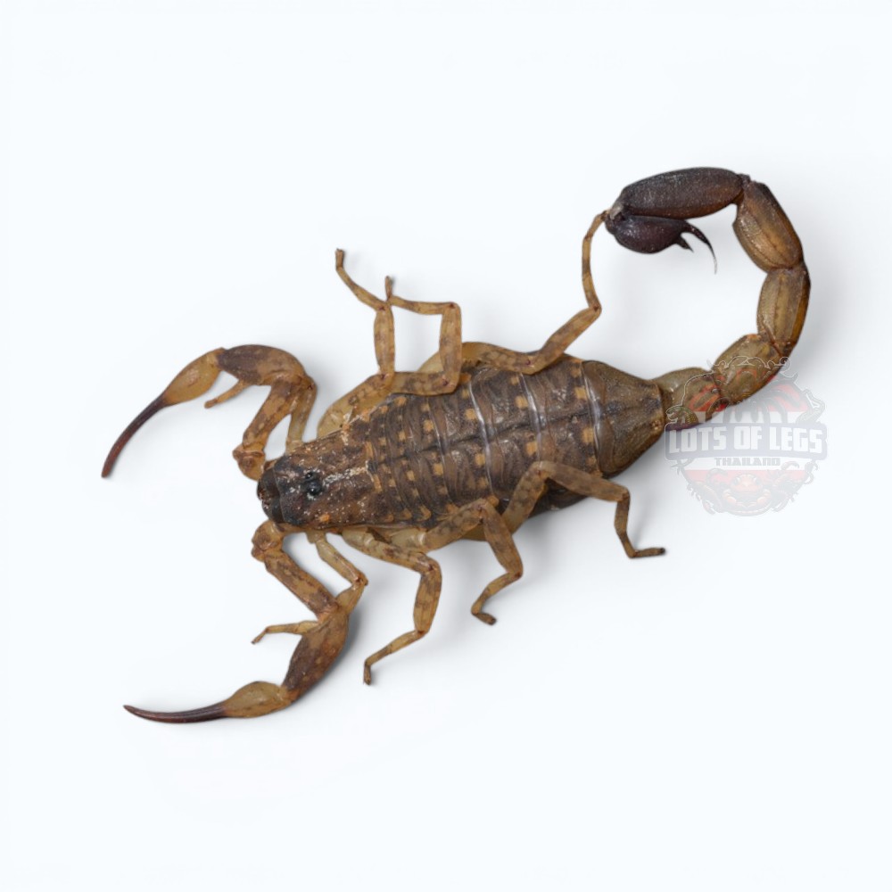 Chinese swimming scorpion