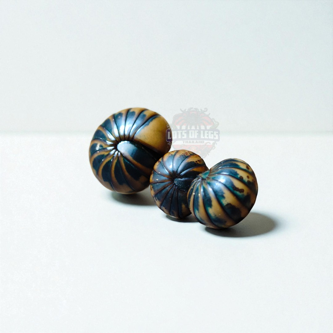 Montana bronze back pill millipede