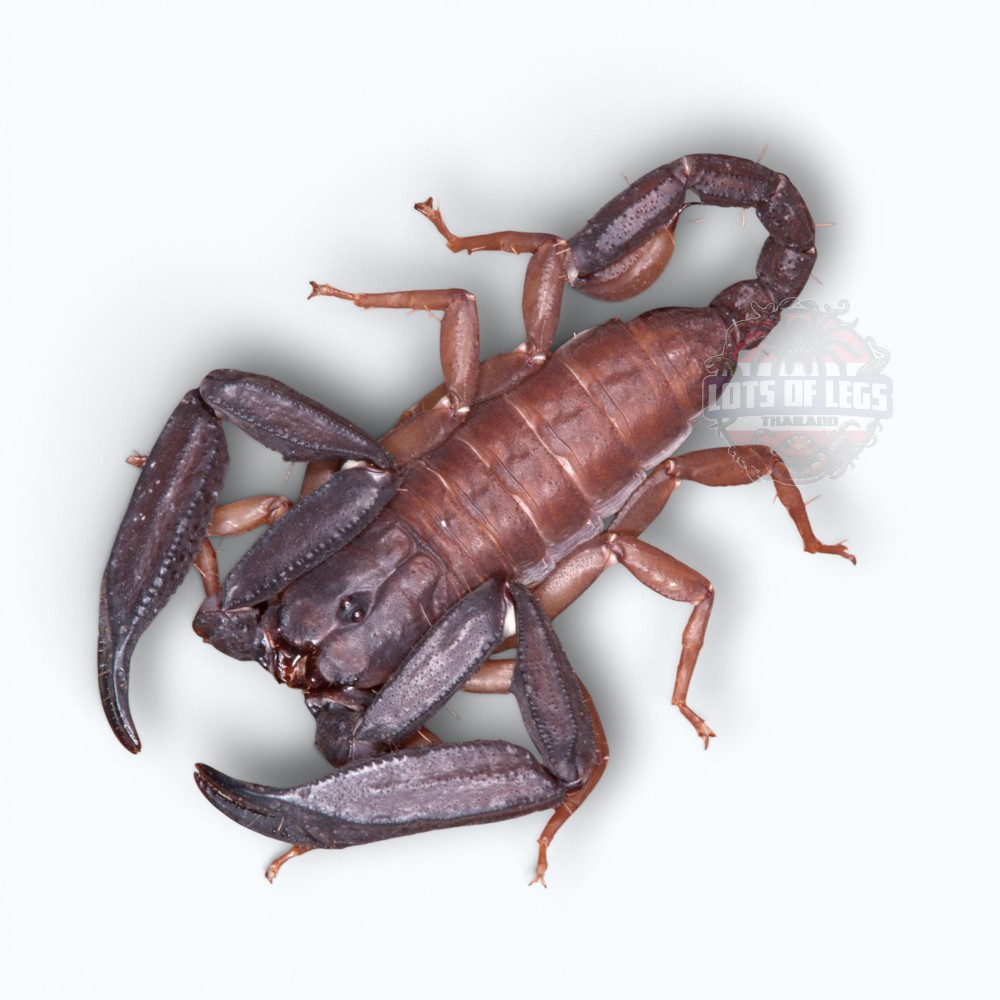 Scorpiops phatoensis