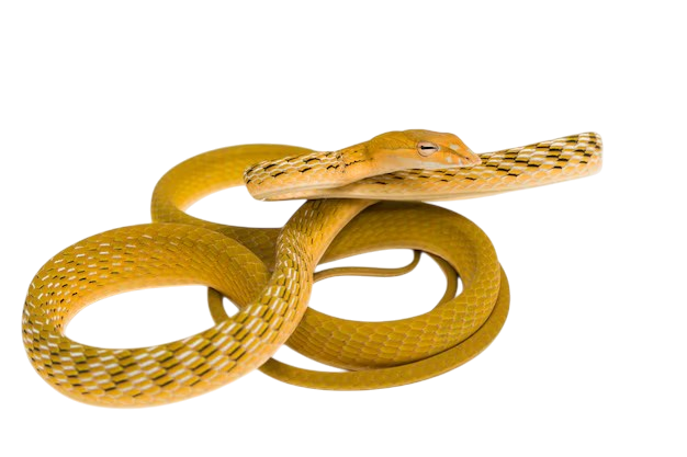 Oriental whip snake