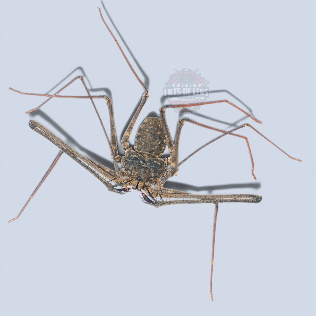 Large whip spider
