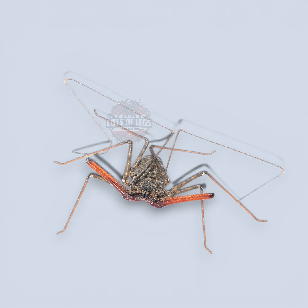 Large whip spider