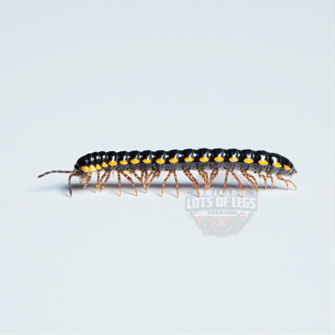 Black and yelllow spot flat back