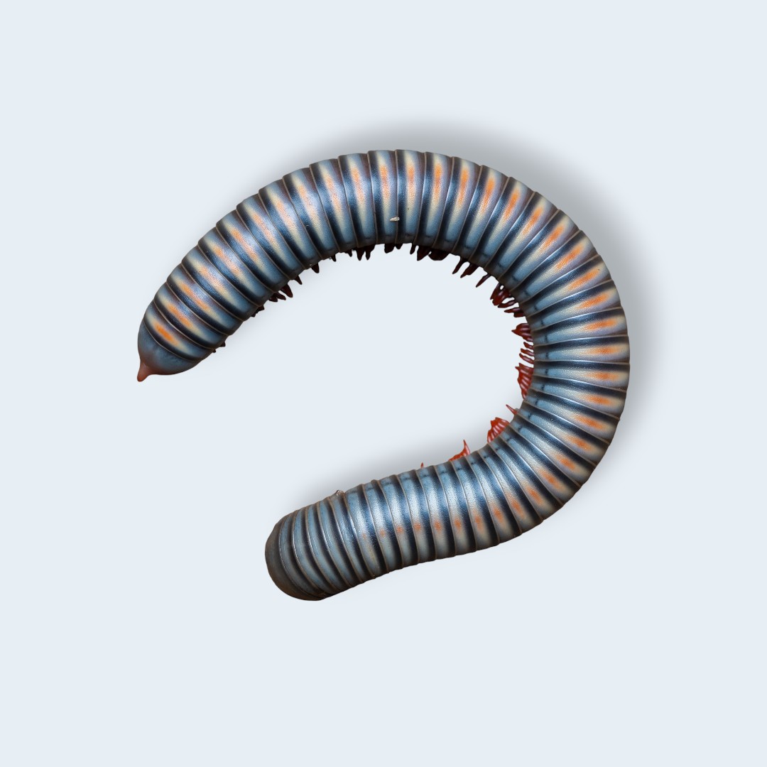 Rainbow cylindrical millipede