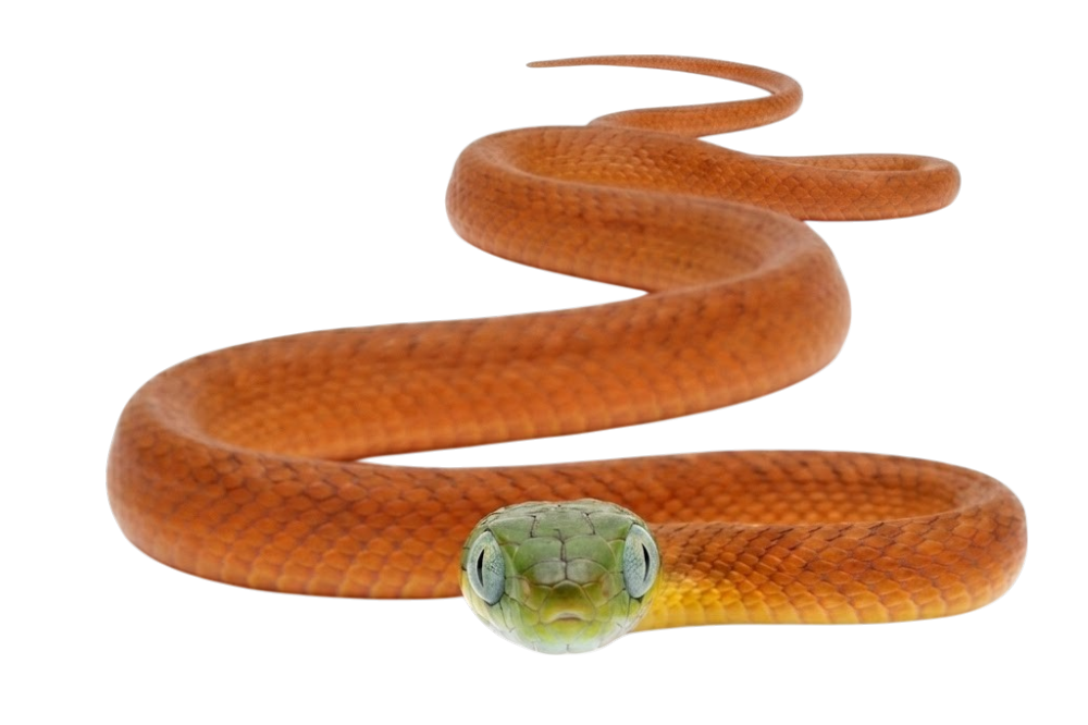 Green cat snake