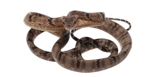 Dog-toothed cat snake
