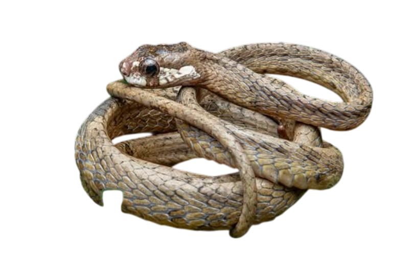 Gold-ringed cat snake