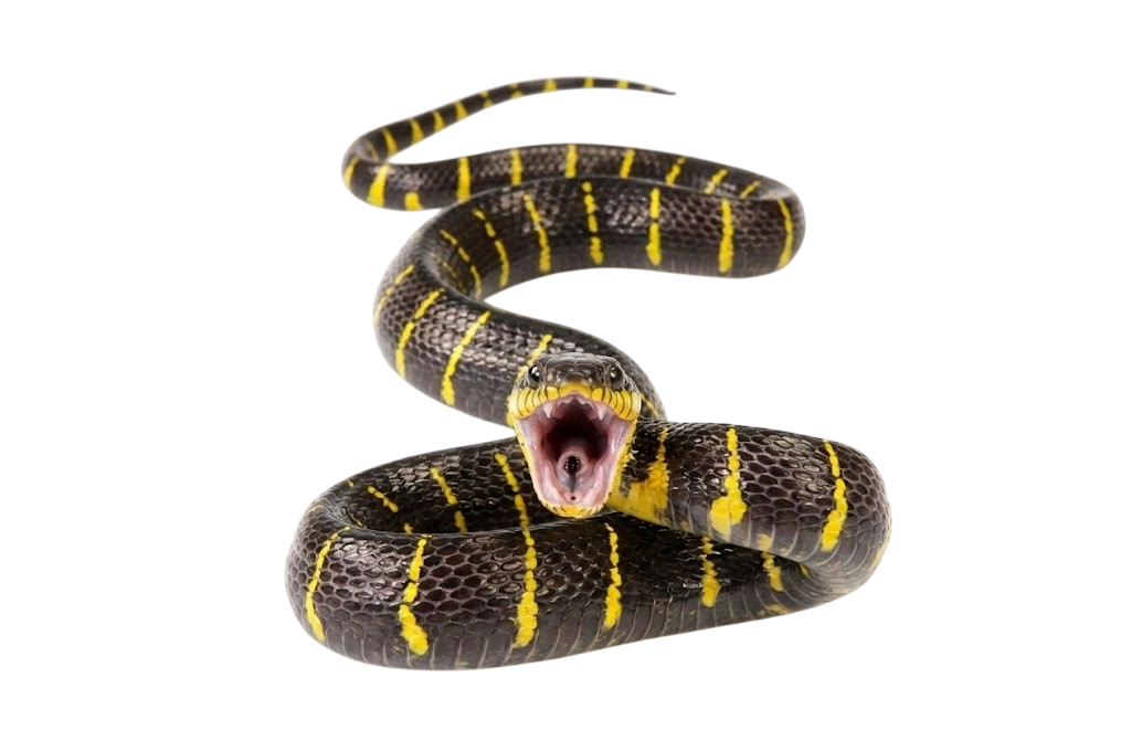 Mangrove cat snake