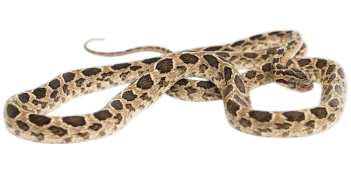 Many-spotted cat snake