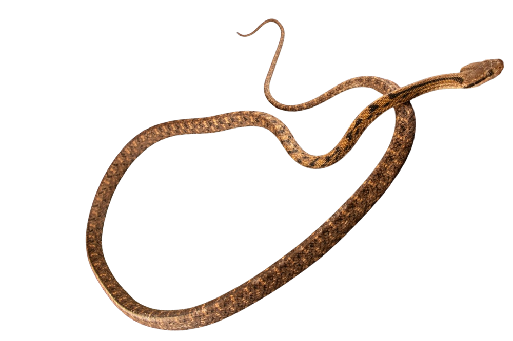 Siamese cat snake
