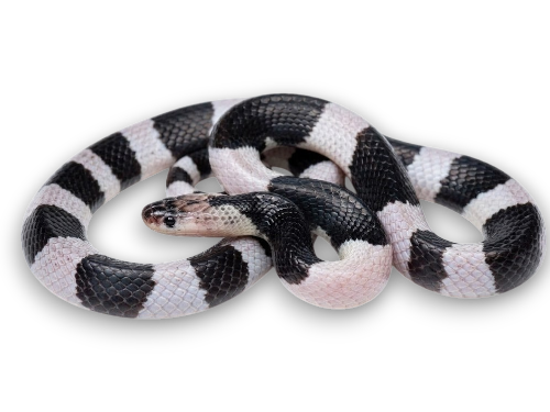 Malayan krait (Bungarus candidus)