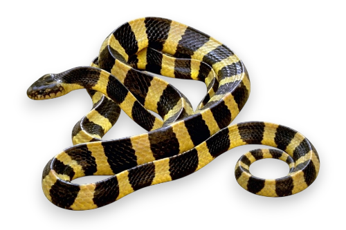 Banded krait