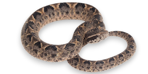 Malayan pit viper
