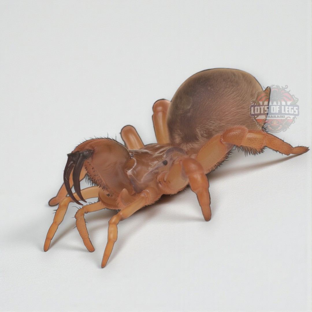 Purseweb spider