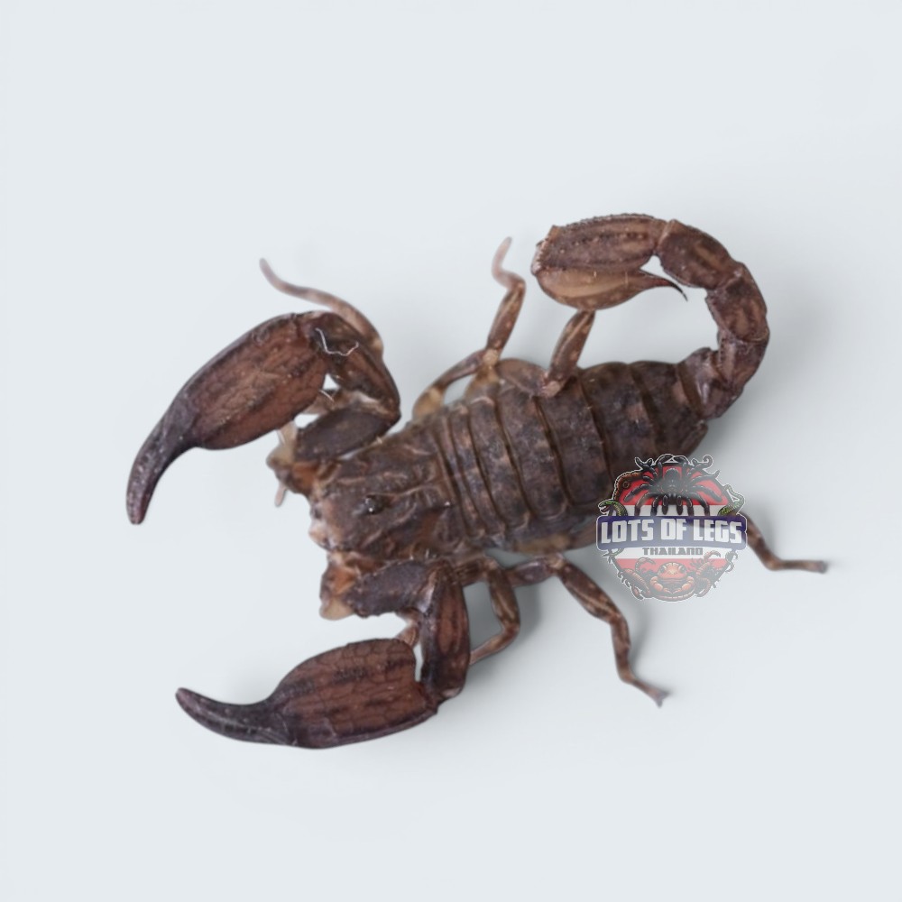 Asian bush scorpion