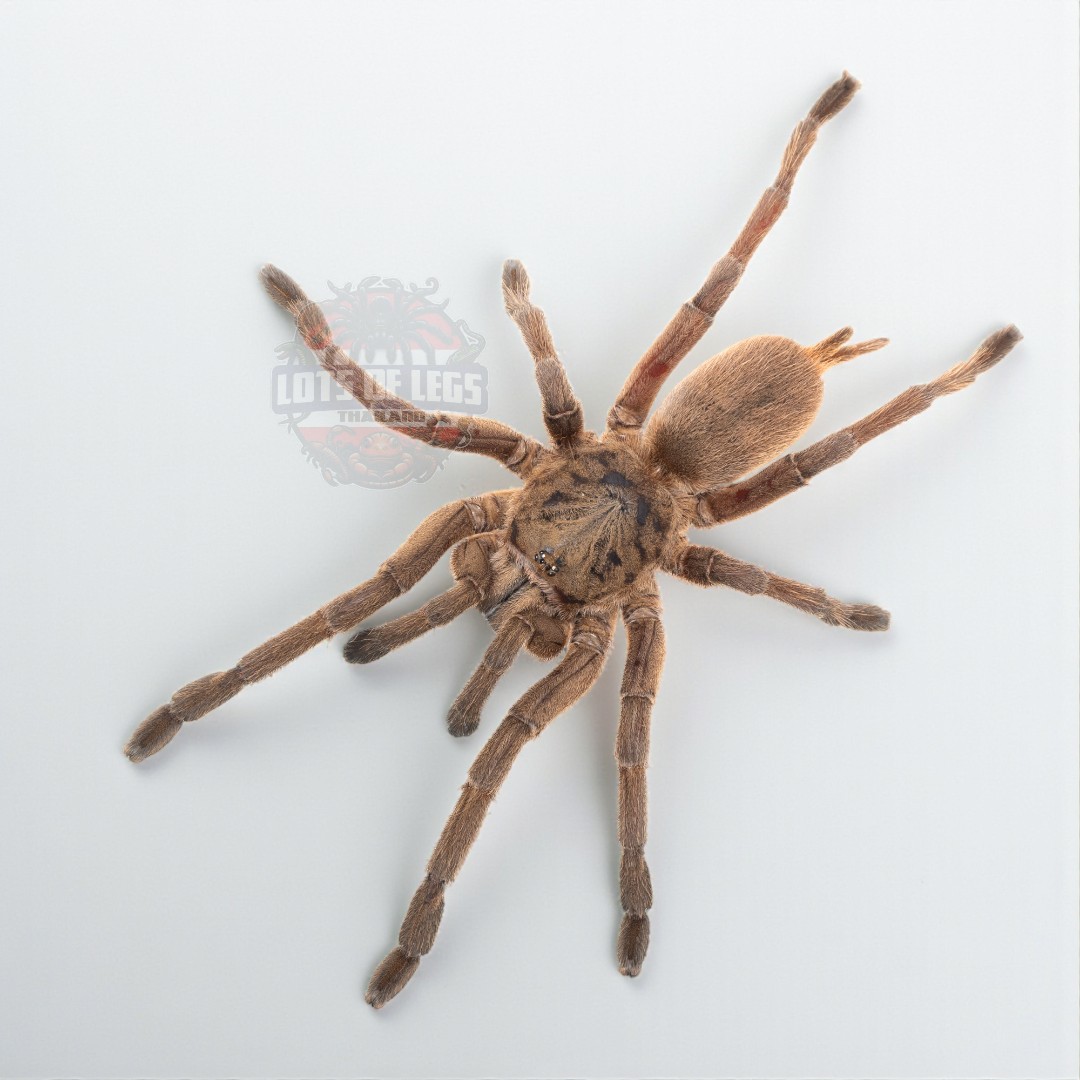 Chilobrachys huahini