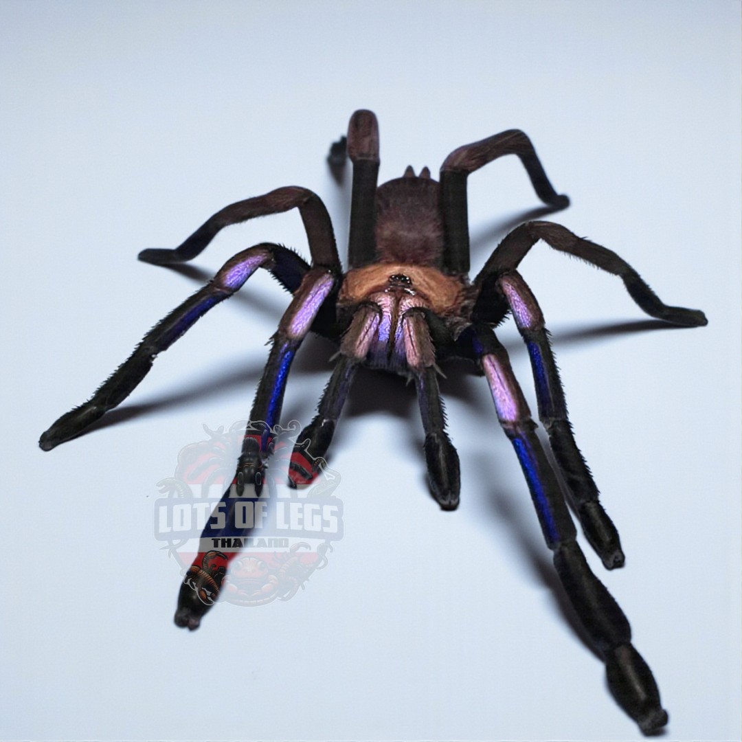 Chilobrachys natanicharum electric blue tarantula
