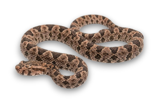 Wirot's pit viper