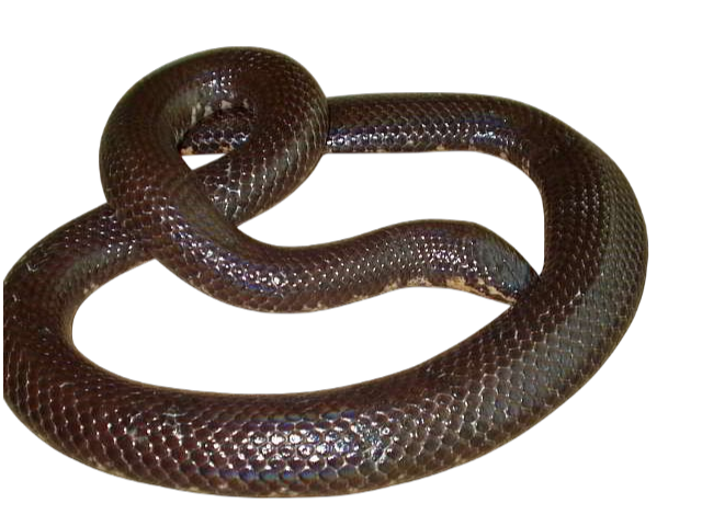 Asian pipe snake