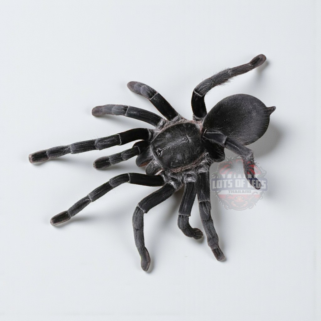 Possibly ornioctonus full black