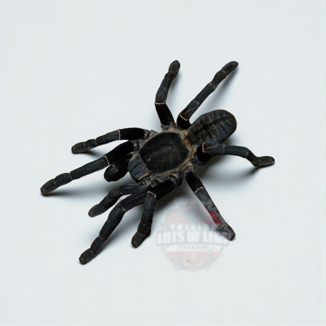Cyriopagopus minax
