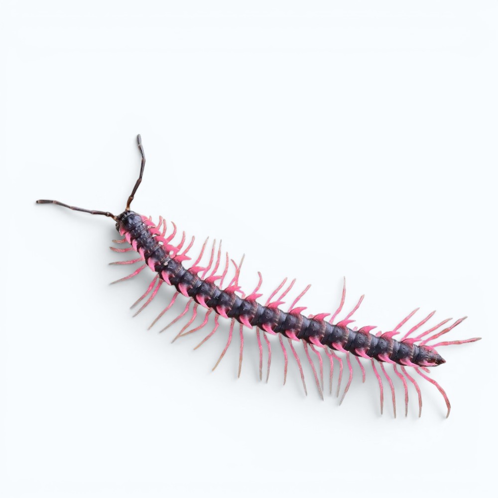 Black and red horned millipede