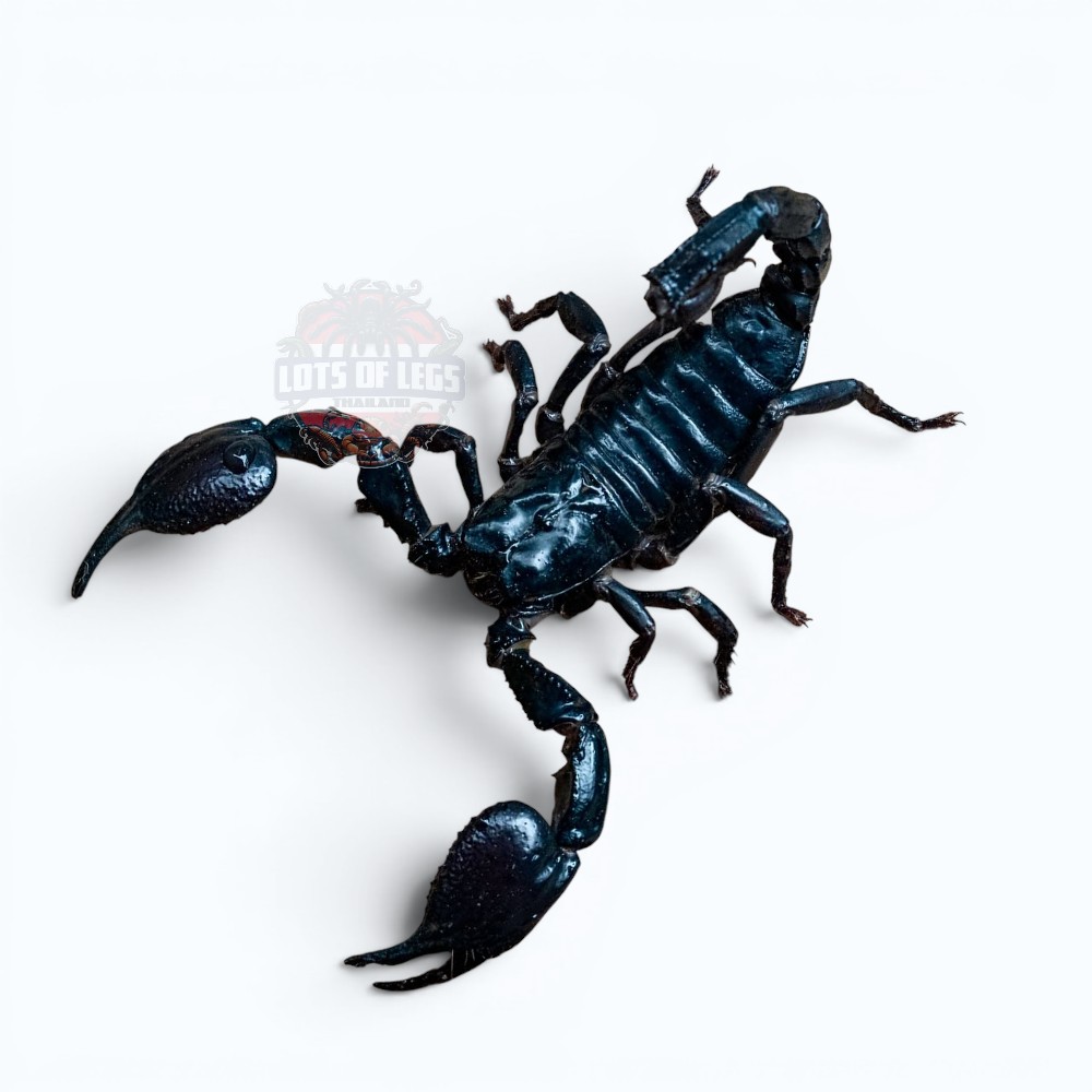 Long claw forrest scorpion