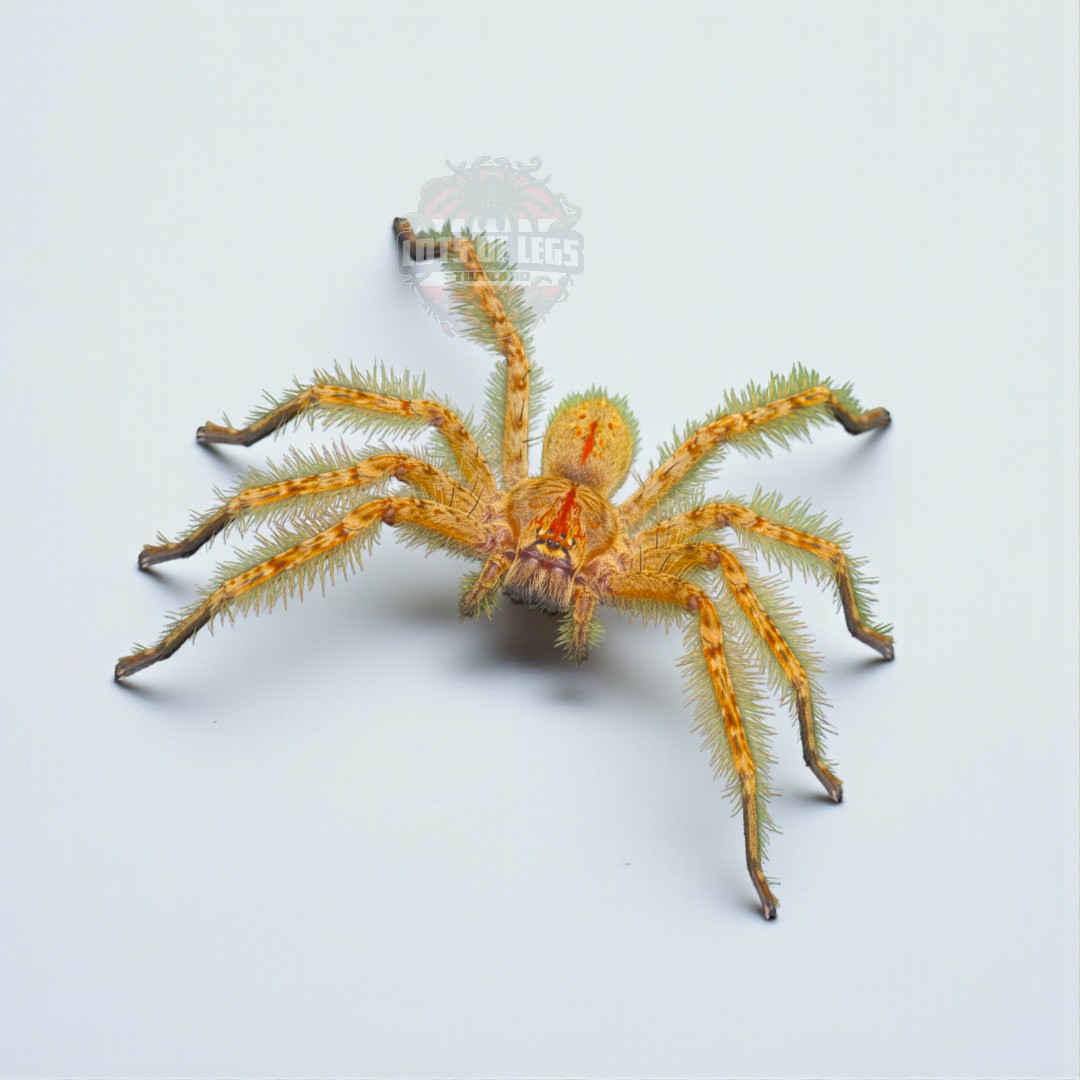 David bowie huntsman spider