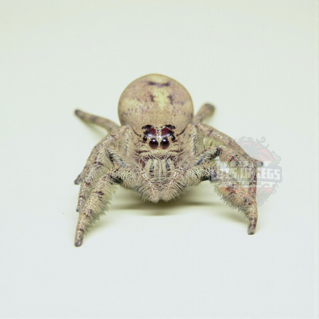 Jumping spider