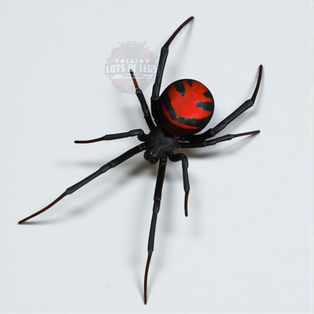 Widow spider