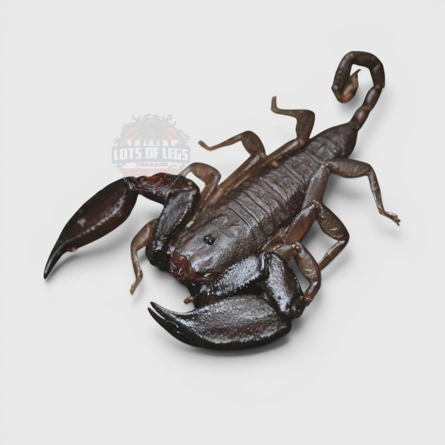 Dwarf wood scorpion