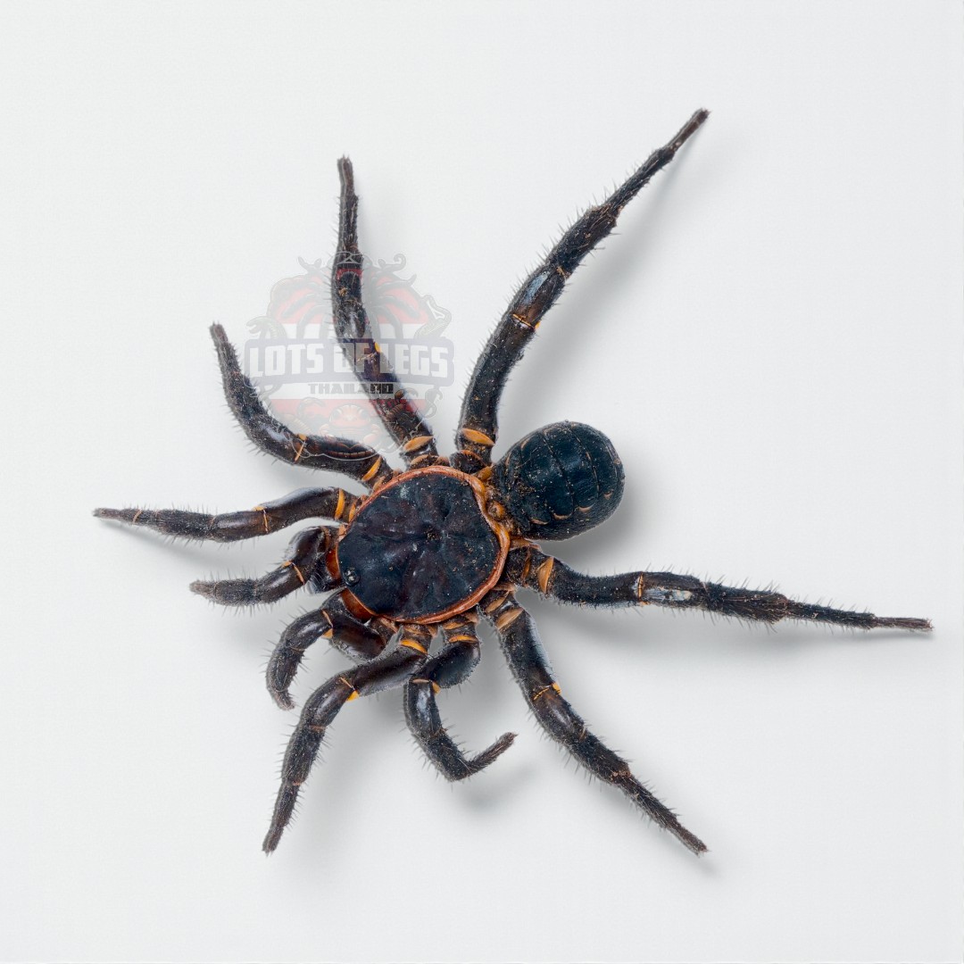 Trapdoor spider