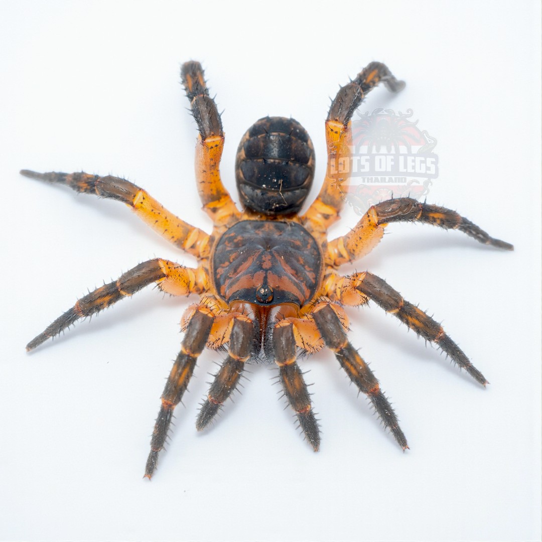 Orange trapdoor spider