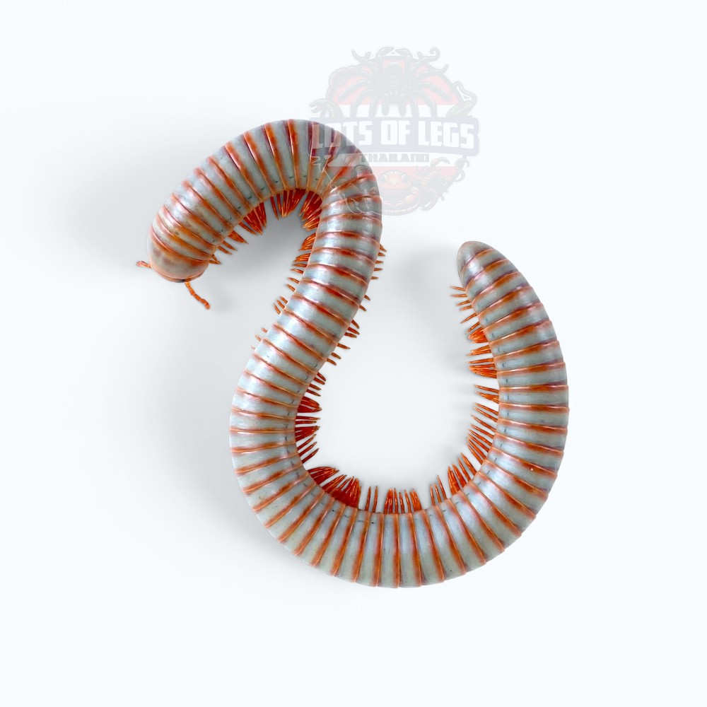 False rainbow cylindrical millipede