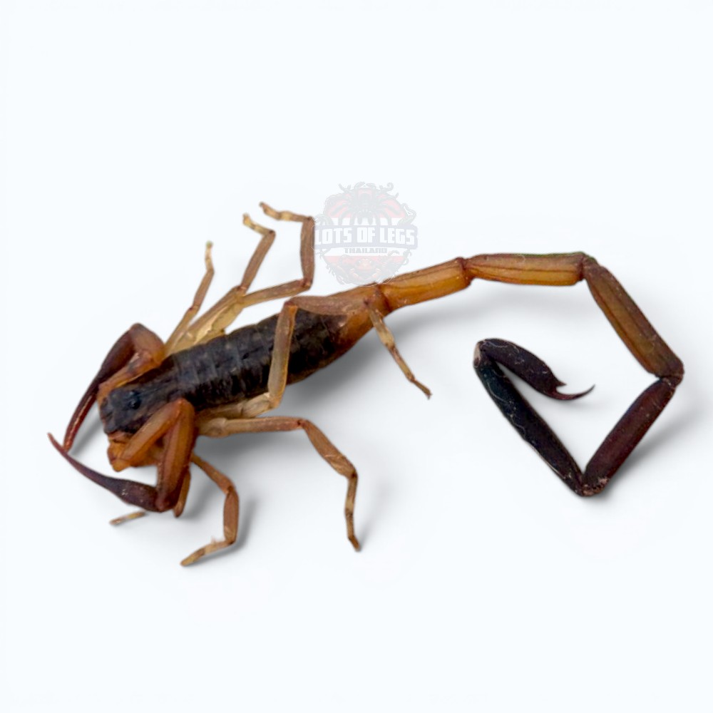 Thai bark scorpion long tail