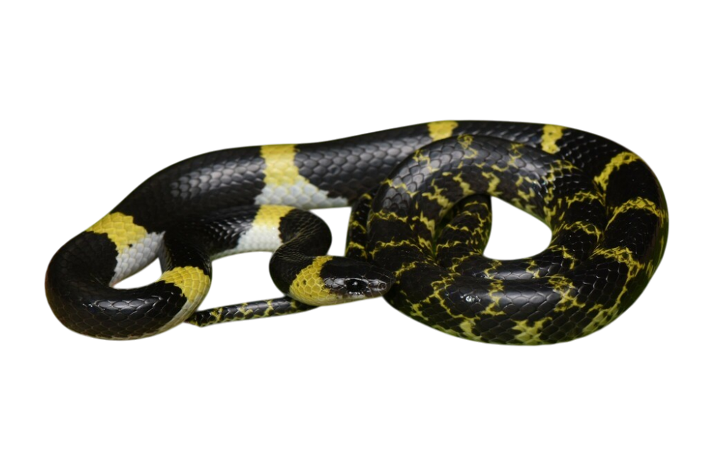 Laotian wolf snake