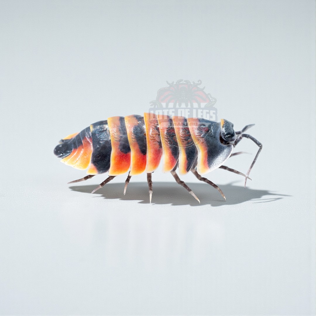 M emberbee _cb