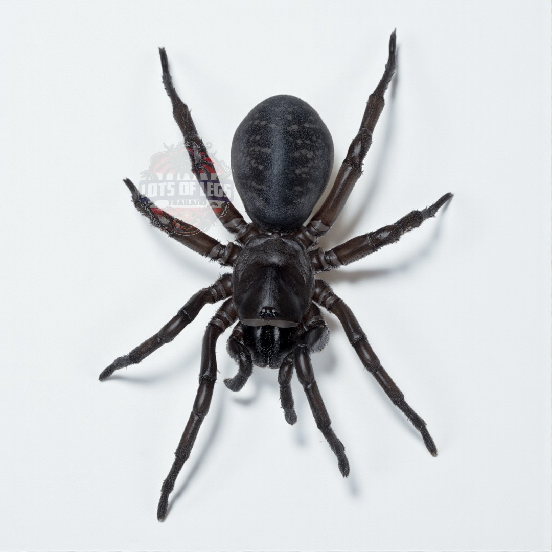 Funnel-web spider