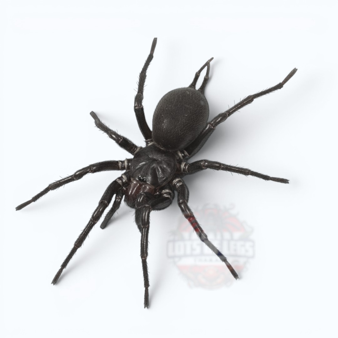 Macrothele Sp. thailand