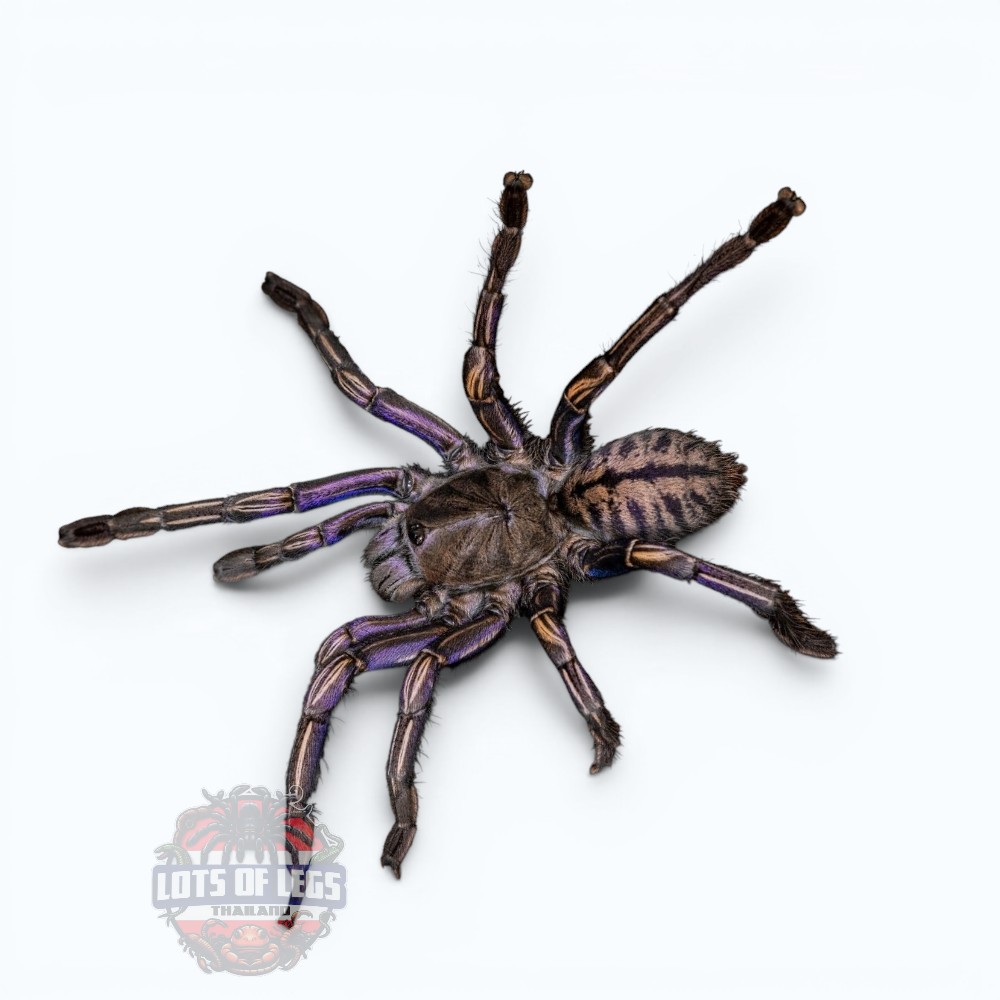 Purple leg zebra tarantula