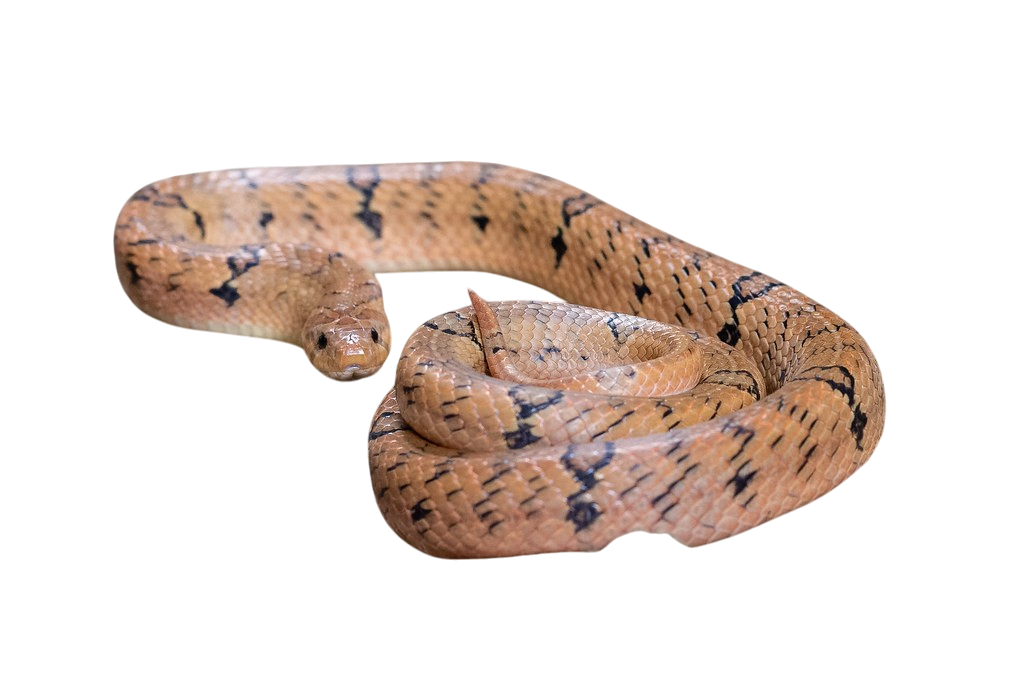 Banded kukri snake
