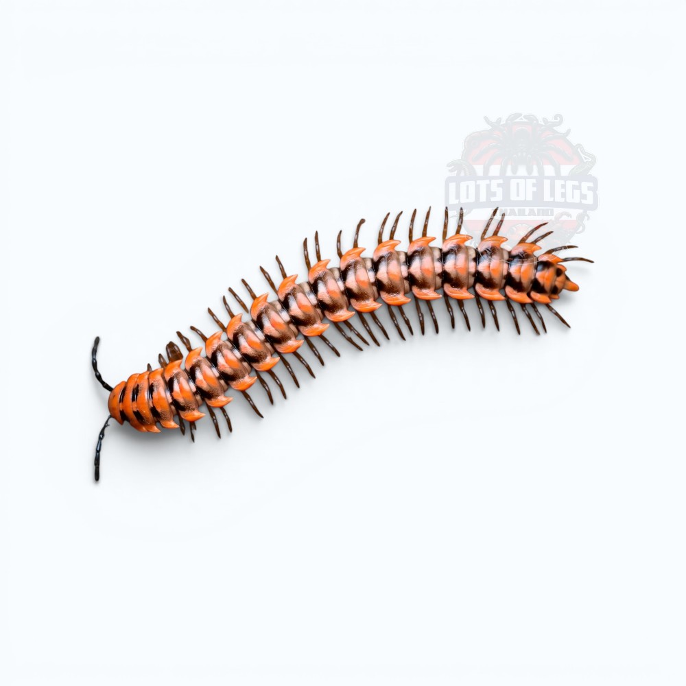 Orange dragon millipedes