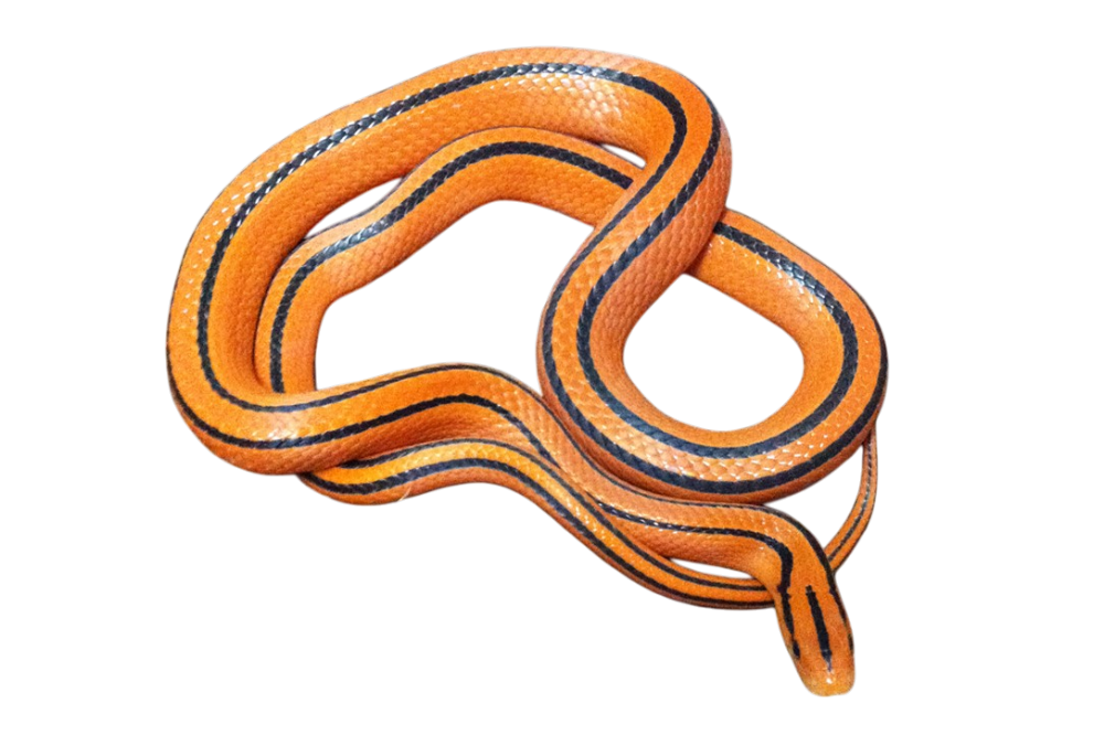 Cox's bamboo rat snake