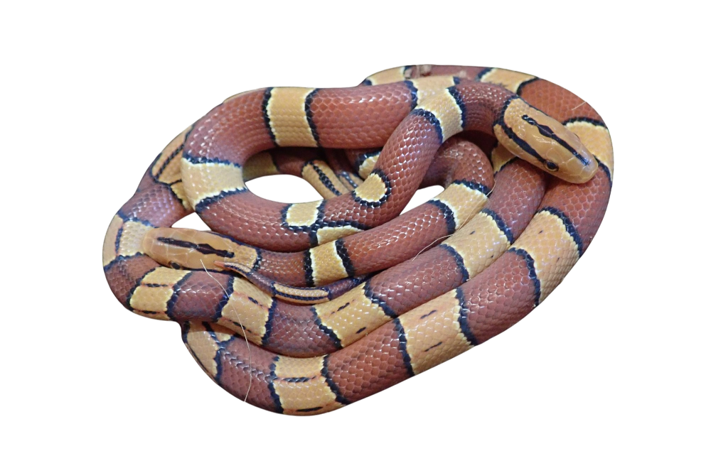 Broad-banded bamboo rat snake
