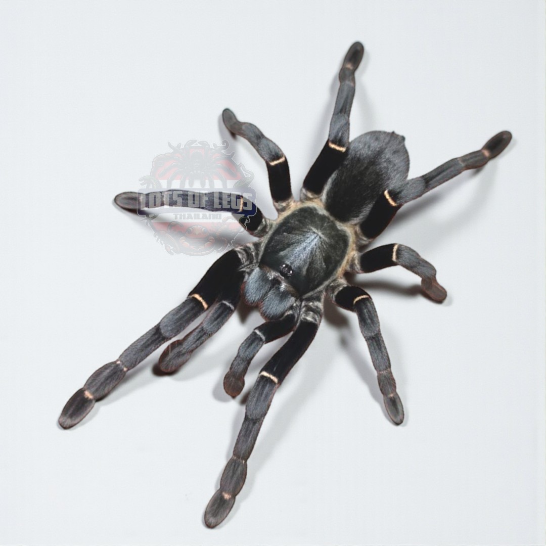 Ornithoctoninae Sp. uthai thani