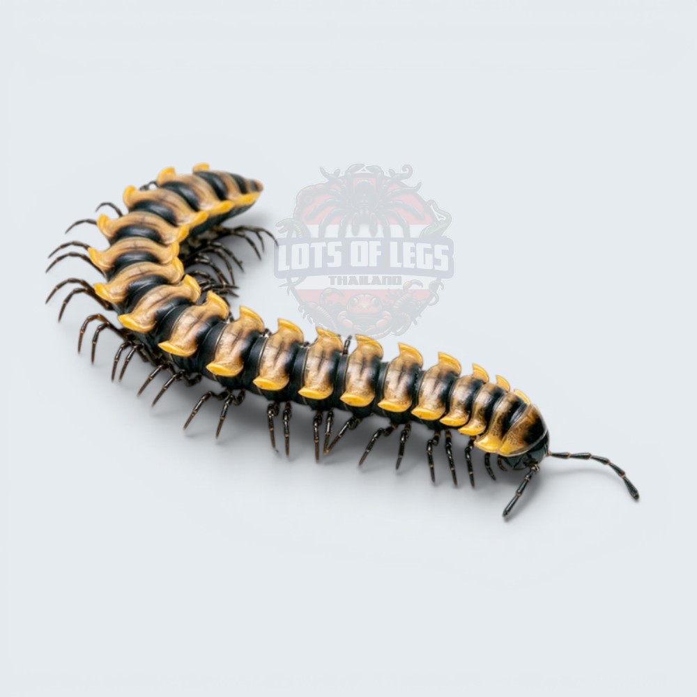 Yellow horned millipede